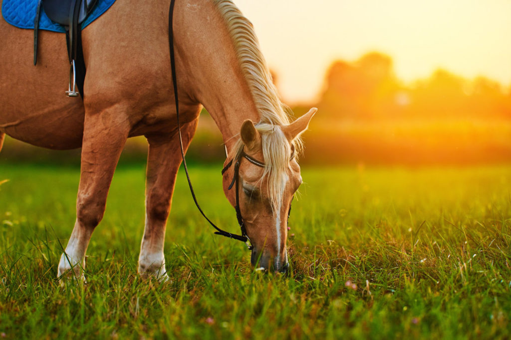 Ubezpieczenie koni jest formą ubezpieczenia, która chroni osobę posiadającą konia przed stratami finansowymi wynikającymi z takich zagrożeń jak kradzież, pożar, kradzież, szkody związane z kradzieżą i uszkodzenia mienia